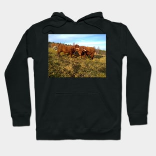 Scottish Highland Cattle Cow and Bull 1004 Hoodie